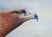 Eagle in color pencil